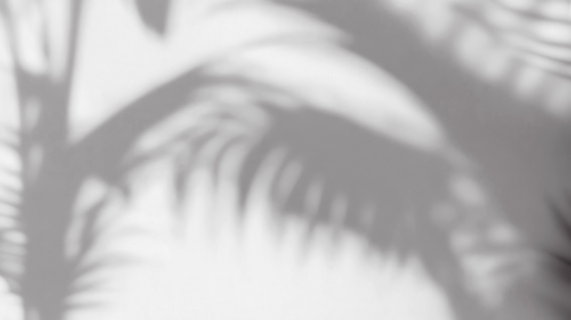 PNG Shadow from palm tree leaf minimalist shadows nature.