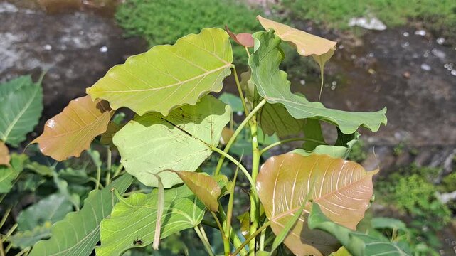 Young Ficus Religiosa Tree Leaves with Reddish and Green Hues peepal tree sacred fig