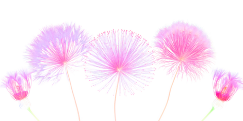 Gentle Flora: A captivating display of soft, fluffy flowers in varying shades of pink. Each blossom stands tall with delicate stems.