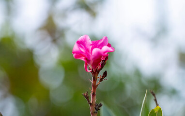 Aloe vera is a succulent plant species of the genus Aloe. It is widely distributed, and is considered an invasive species in many world regions. An evergreen perennial, it originates from the Arabian 