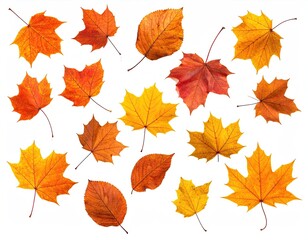 Fototapeta premium Autumn foliage, assorted shapes/colors isolated on white