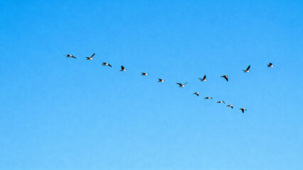 Birds flying in V formation