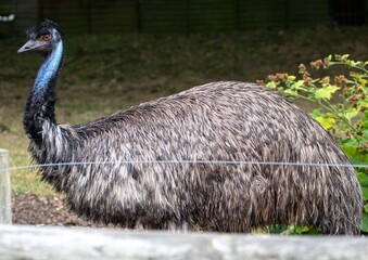 A close-up of an emu grooming its feathers, highlighting textured plumage and the curved neck against a softly blurred natural background.