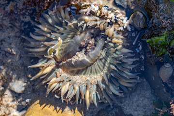 he starburst anemone or sunburst anemone (Anthopleura sola) is a species of sea anemone in the family Actiniidae. Malibu Lagoon State Beach, Los Angeles County, California. intertidal zone
