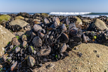 The California mussel (Mytilus californianus) is a large edible mussel, a marine bivalve mollusk in the family Mytilidae. Malibu Lagoon State Beach, Los Angeles County, California. intertidal zone