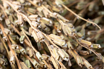Manavgat, Turkey, Sesame plant and  Seeds drying at harvest time in Turkey. The sesame seeds are used in many food products from daily breads to sweet desserts.