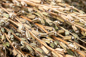 Manavgat, Turkey, Sesame plant and  Seeds drying at harvest time in Turkey. The sesame seeds are used in many food products from daily breads to sweet desserts.