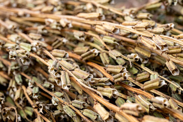 Manavgat, Turkey, Sesame plant and  Seeds drying at harvest time in Turkey. The sesame seeds are used in many food products from daily breads to sweet desserts.