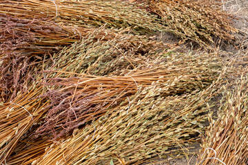 Manavgat, Turkey, Sesame plant and  Seeds drying at harvest time in Turkey. The sesame seeds are used in many food products from daily breads to sweet desserts.
