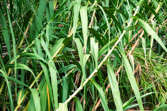 Arundo donax is a tall perennial cane. It is one of several so-called reed species. It has several common names including giant cane, elephant grass, carrizo, arundo, Spanish cane, Colorado river reed