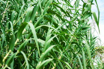 Arundo donax is a tall perennial cane. It is one of several so-called reed species. It has several common names including giant cane, elephant grass, carrizo, arundo, Spanish cane, Colorado river reed
