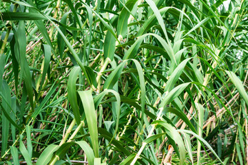 Obraz premium Arundo donax is a tall perennial cane. It is one of several so-called reed species. It has several common names including giant cane, elephant grass, carrizo, arundo, Spanish cane, Colorado river reed