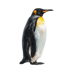 Fototapeta premium A magnificent King Penguin stands tall, showcasing its striking black and white plumage with vibrant orange neck and chest markings. A beautiful Antarctic bird. background removed
