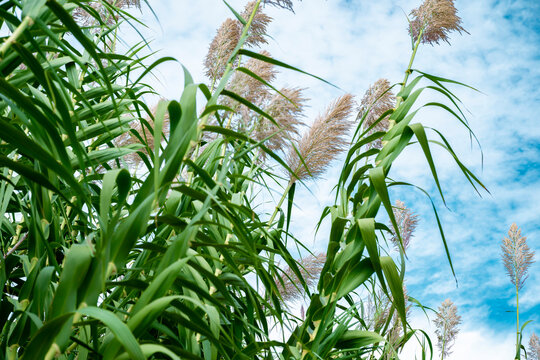 Arundo donax is a tall perennial cane. It is one of several so-called reed species. It has several common names including giant cane, elephant grass, carrizo, arundo, Spanish cane, Colorado river reed
