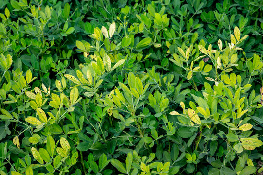 Arachis is a genus of about 70 species of annual and perennial flowering plants in the family, native to South America, and was recently assigned to the informal monophyletic Pterocarpus clade of the 