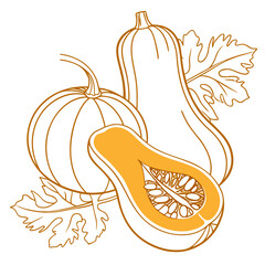 ambercup squash on white background 