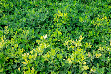 Arachis is a genus of about 70 species of annual and perennial flowering plants in the family, native to South America, and was recently assigned to the informal monophyletic Pterocarpus clade of the 