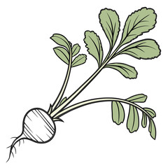 alfalfa sprout plant vector