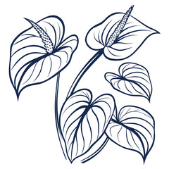 agati on white background 