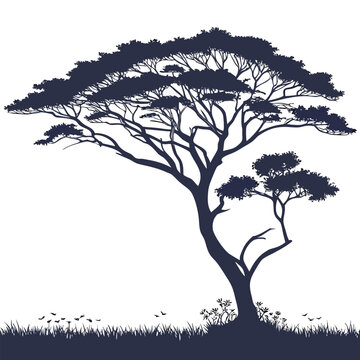 agati tree on white background 