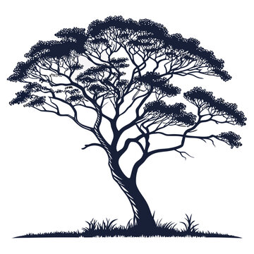 agati tree on white background 