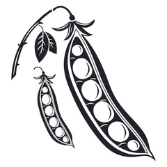 adzuki bean on white background 