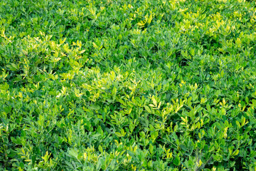 Fototapeta premium Arachis is a genus of about 70 species of annual and perennial flowering plants in the family, native to South America, and was recently assigned to the informal monophyletic Pterocarpus clade of the 