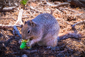 close up of a squirrel in joshua tree national park, usa