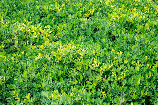 Arachis is a genus of about 70 species of annual and perennial flowering plants in the family, native to South America, and was recently assigned to the informal monophyletic Pterocarpus clade of the 