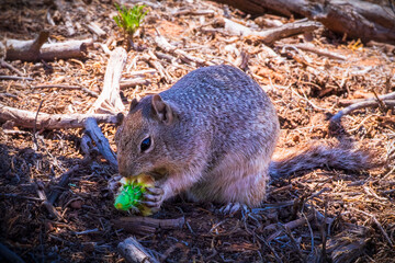 close up of a squirrel in joshua tree national park, usa