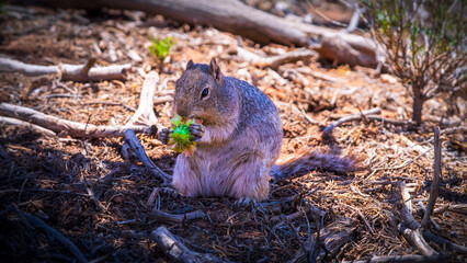 close up of a squirrel in joshua tree national park, usa