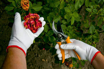  Pruning roses with garden shears. Rose care. Floriculture.
A gardener trims the tops of roses...