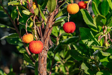 Arbutus unedo, strawberry tree, madrone, is an evergreen shrub or small tree in the family Ericaceae.  Malibu is a beach city in the Santa Monica Mountains region of Los Angeles County, California.