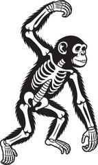 Chimpanzee Skeleton Illustration Transparent Background Vector Primate Anatomy Ape Educational Graphic