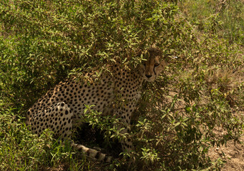 Cheetah standing under the shade of a bush in the Serengeti, Tanzania.