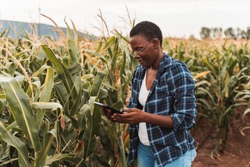 African american female farmer using digital tablet in corn field © Jelena