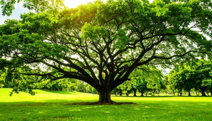 Obraz premium Majestic tree in a park, sunlight filtering through leaves. Lush green foliage and grassy expanse