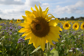 Fototapeta premium Gros plan sur une fleur de tournesol