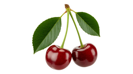 Vibrant cherries dangle from a stem, lush green leaves providing a striking contrast.
