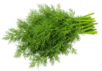Isolated bunch of fresh dill, healthy vegetarian ingredient for cooking, garnish, flavor