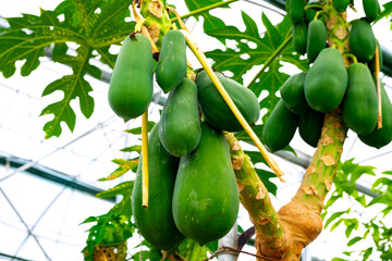 The papaya, papaw, or pawpaw is the plant species Carica papaya, one of the 21 accepted species in the genus Carica of the family Caricaceae. Papaya is also the name of its fruit. 