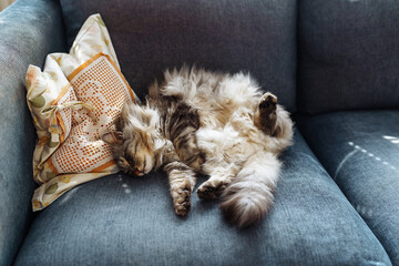 close up grey fluffy sleeping cat