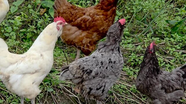 한국,동물,닭,토종닭,야생닭,Korea, animals, chicken, native chicken, wild chicken