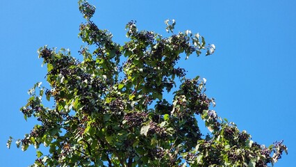 A tree with a blue sky. Cornus sanguinea in autumn.
