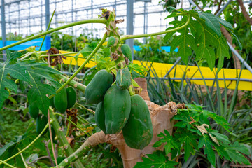 The papaya, papaw, or pawpaw is the plant species Carica papaya, one of the 21 accepted species in...