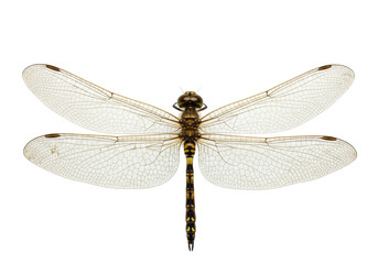 Isolated dragonfly insect with outstretched wings for biology or nature themes on light surface
