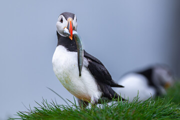 Puffins in Iceland