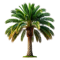 A lush, vibrant palm tree stands tall against a black background, highlighting the fronds