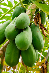 The papaya, papaw, or pawpaw is the plant species Carica papaya, one of the 21 accepted species in the genus Carica of the family Caricaceae. Papaya is also the name of its fruit. 