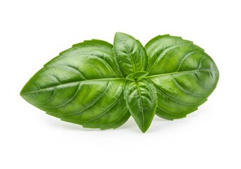 Fototapeta premium Fresh Basil Leaves Bunch Isolated White Background